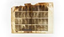 [Plate 491: negative for Animal Locomotion collotype]