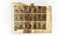 [Plate 493: negative for Animal Locomotion collotype]