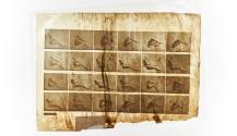 [Plate 492: negative for Animal Locomotion collotype]