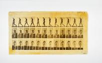 [Plate 1: negative for Animal Locomotion collotype]