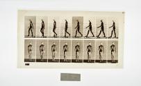 [Plate 8: negative for Animal Locomotion collotype]