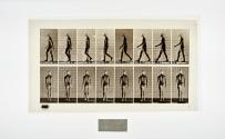 [Plate 8: negative for Animal Locomotion collotype]