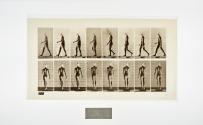 [Plate 9: negative for Animal Locomotion collotype]