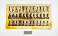 [Plate 13: negative for Animal Locomotion collotype]