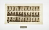 [Plate 13: negative for Animal Locomotion collotype]