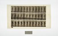 [Plate 18: negative for Animal Locomotion collotype]