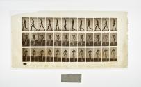 [Plate 1: negative for Animal Locomotion collotype]