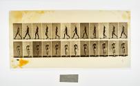 [Plate 2: negative for Animal Locomotion collotype]