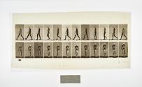 [Plate 2: negative for Animal Locomotion collotype]