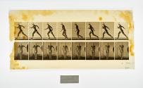 [Plate 4: negative for Animal Locomotion collotype]