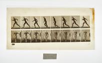 [Plate 4: negative for Animal Locomotion collotype]