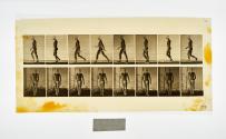 [Plate 5: negative for Animal Locomotion collotype]