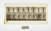 [Plate 5: negative for Animal Locomotion collotype]