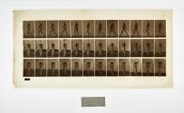 [Plate 11: negative for Animal Locomotion collotype]