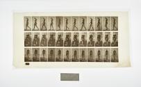 [Plate 13: negative for Animal Locomotion collotype]