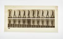 [Plate 15: negative for Animal Locomotion collotype]