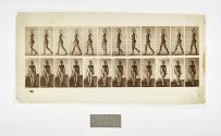 [Plate 17: negative for Animal Locomotion collotype]