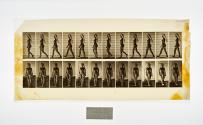 [Plate 17: negative for Animal Locomotion collotype]