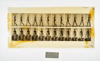 [Plate 17: negative for Animal Locomotion collotype]