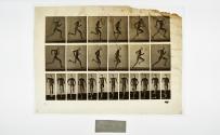 [Plate 62: negative for Animal Locomotion collotype]