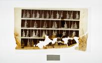 [Plate 45: negative for Animal Locomotion collotype]