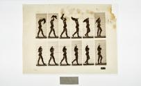 [Plate 40: negative for Animal Locomotion collotype]