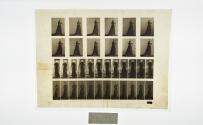 [Plate 39: negative for Animal Locomotion collotype]