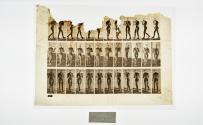 [Plate 46: negative for Animal Locomotion collotype]