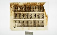 [Plate 43: negative for Animal Locomotion collotype]