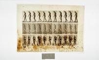 [Plate 42: negative for Animal Locomotion collotype]