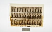 [Plate 41: negative for Animal Locomotion collotype]