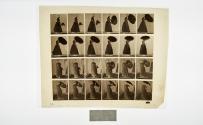 [Plate 38: negative for Animal Locomotion collotype]