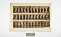 [Plate 37: negative for Animal Locomotion collotype]