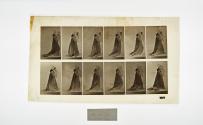 [Plate 36: negative for Animal Locomotion collotype]