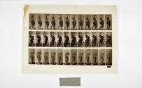 [Plate 35: negative for Animal Locomotion collotype]