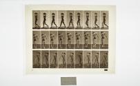 [Plate 26: negative for Animal Locomotion collotype]