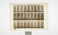 [Plate 31: negative for Animal Locomotion collotype]