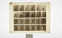 [Plate 20: negative for Animal Locomotion collotype]