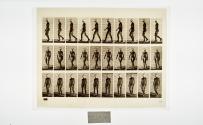 [Plate 16: negative for Animal Locomotion collotype]