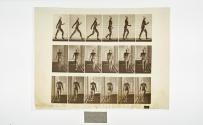 [Plate 10: negative for Animal Locomotion collotype]