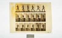 [Plate 10: negative for Animal Locomotion collotype]