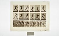 [Plate 7: negative for Animal Locomotion collotype]
