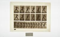 [Plate 7: negative for Animal Locomotion collotype]