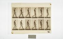 [Plate 6: negative for Animal Locomotion collotype]