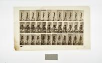 [Plate 32: negative for Animal Locomotion collotype]