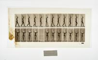[Plate 34: negative for Animal Locomotion collotype]