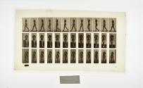 [Plate 14: negative for Animal Locomotion collotype]