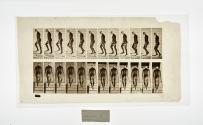 [Plate 89: negative for Animal Locomotion collotype]