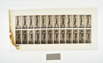 [Plate 33: negative for Animal Locomotion collotype]