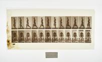 [Plate 30: negative for Animal Locomotion collotype]